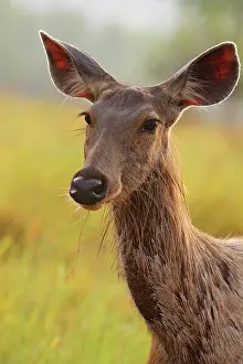 Unicolor: Alert Sambar Deer, Corbett National Park