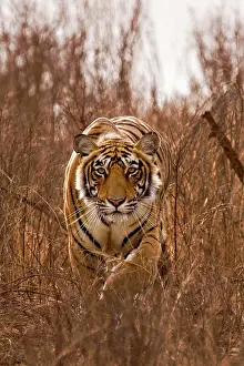 Preserves: Alert tiger (Panthera tigris) stalking on in the