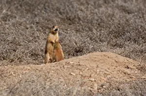 Cynomys: Alert Utah prairie dog (Cynomys parvidens). Near