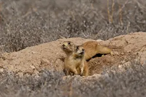 Cynomys: Alert Utah prairie dog (Cynomys parvidens). Near