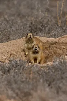 Cynomys: Alert Utah prairie dog (Cynomys parvidens). Near