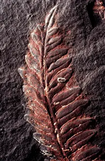 Bituminous: Alethopteris Fossil