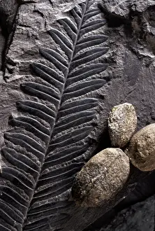 Gymnosperm: Alethopteris Fossil