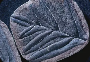 Carboniferous: Alethopteris Fossil