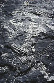 Fossilized: Alethopteris Fossils