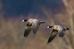 Archer: Aleutian cackling geese