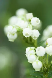 Kamchatka: Aleutian Mountainheath, Phyllodoce aleutica, delicate white
