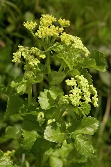 Alexander: Alexanders at Corfe Castle