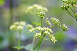 Alexander: Alexanders - in flower - Spring