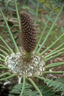 Cycads: Alexandria Cycad - cone