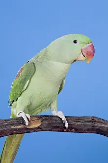 Alex: Alexandrine Parakeet