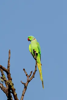 Parakeet: Alexandrine Parakeet / Alexandrian Parrot