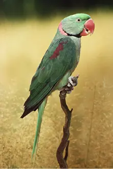 Parakeet: ALEXANDRINE PARAKEET - on perch