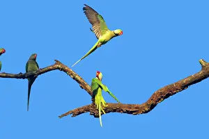Alexandrine Parakeets / Alexandrian Parrots