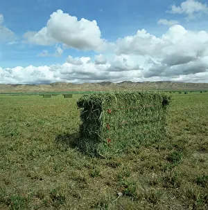Bales: Alfalfa bales