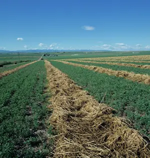 Lucerne: Alfalfa crop
