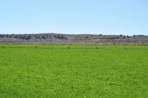 Irrigation: Alfalfa Field
