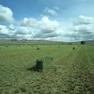 Bales: Alfalfa field with square bales