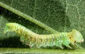 Zoological: Alfalfa looper moth larva