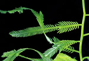 Caulerpa: Alga