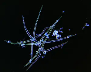 Minute: Algae