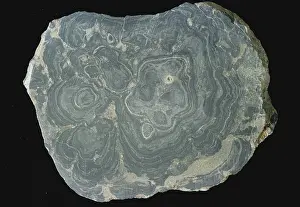 Colonial: Algae Fossil