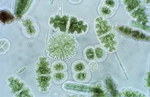 Algae: ALGAE - Freshwater Desmids (x50), Blackdown, Mendips