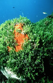 Algae: ALGAE - Green Death, invasive