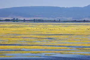 Eutrophication: Algae Growth on Lake