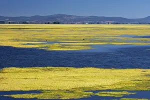 Eutrophication: Algae Growth on Lake