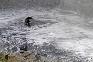 Filamentous: Algae in Hot Spring