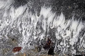 Filamentous: Algae in Hot Spring