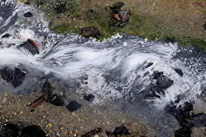 Filamentous: Algae in Hot Spring