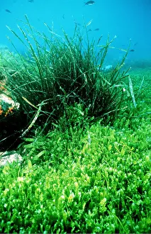 Death: ALGAE - INVASIVE, Green Death
