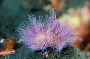 Algae: Algae - Loleo dive site, Weda, Halmahera, North