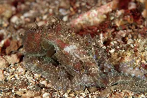 Nudi: Algae Octopus