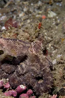 Aculeatus: Algae Octopus
