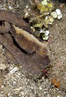 Aculeatus: Algae Octopus