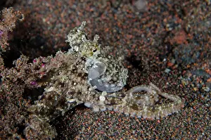Secrets: Algae Octopus camouflaged on sand - night dive