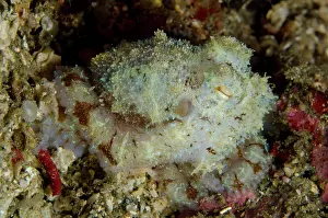 Aculeatus: Algae Octopus () at Tanjung Slope dive site, Lembeh