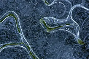 Crack: Algae patterns in the ice