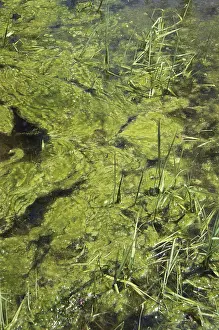 Eutrophic: Algae in a Pond