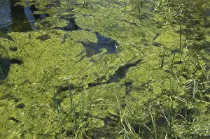 Eutrophic: Algae in a Pond