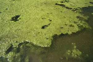 Clump: Algae in Pond