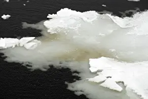 Diatom: Algae in sea ice