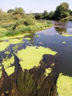 Stour: Algae on water surface