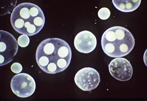 Algae: ALGAE - x 20 magnification