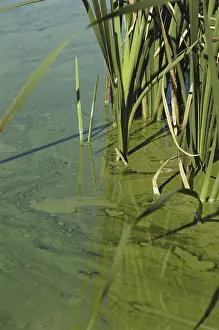 Chemicals: Algal Bloom from Runoff