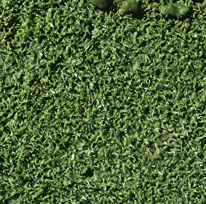 Golf: Algal slime on putting green