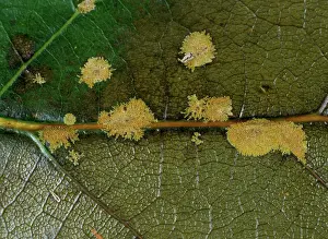 Virescens: Algal Spot on Avocado leaf